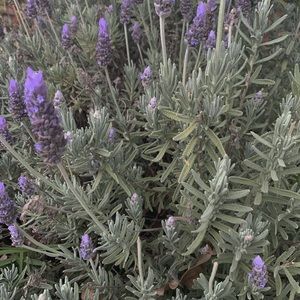 Meet your Posher, Suin